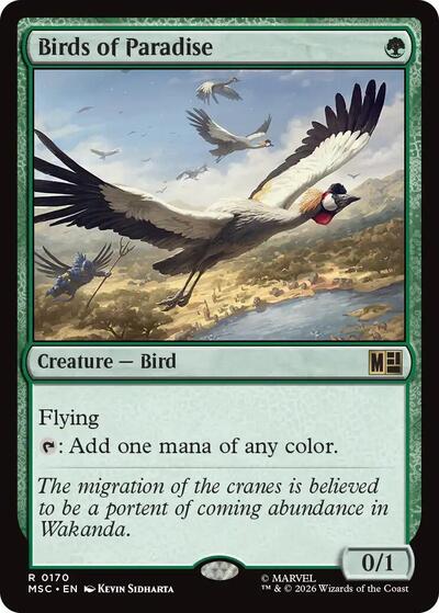 Birds of Paradise